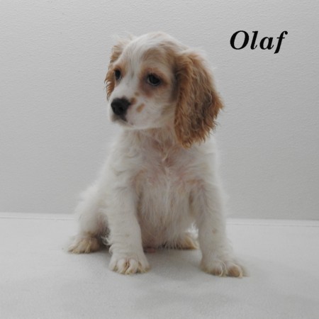 puppy, for, sale, Cocker Spaniel, Joe & Cherri  Overlease, dog, breeder, Miller, MO, dog-breeder, puppy-for-sale, forsale, nearby, find, puppyfind, locator, puppylocator, aca